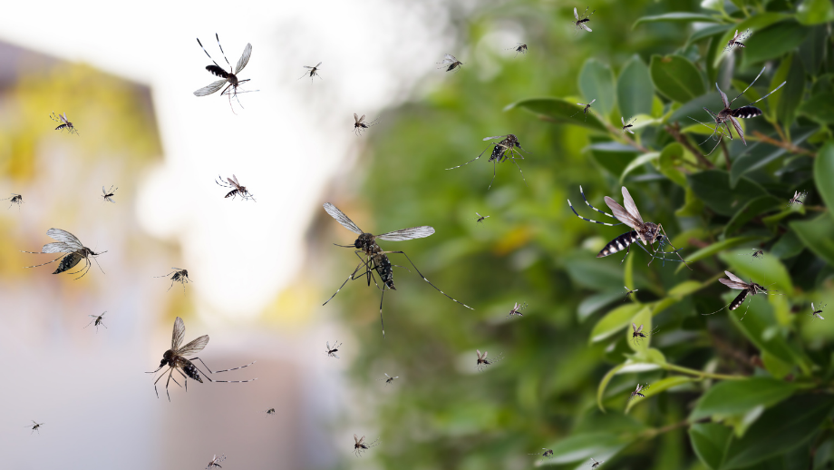 Como o mosquito da dengue se reproduz?