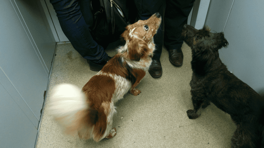 regras para pets em condomínios - regras para animais em condomínios
